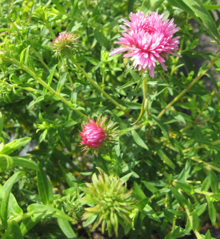 Preview: Rauhblatt-Aster Rosa Sieger - Aster novae-angliae - Neuengland-Aster - sehr bienenfreundlich
